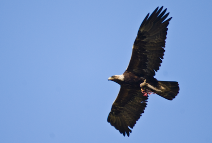 Eagle