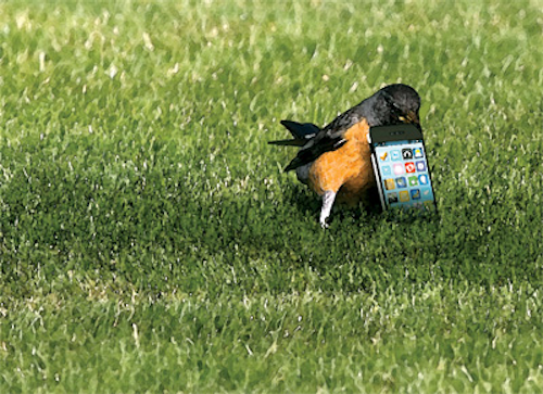 Early Bird Art
