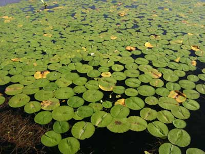 Lily Pads