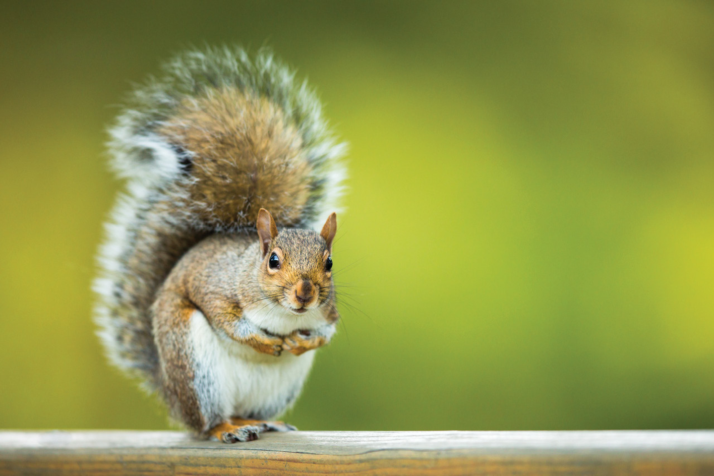 Climbing Animals AND Substation Outages | Utility Products