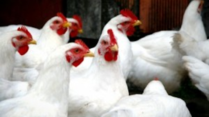 Content Dam Cospp Online Articles 2013 07 Chooks Body