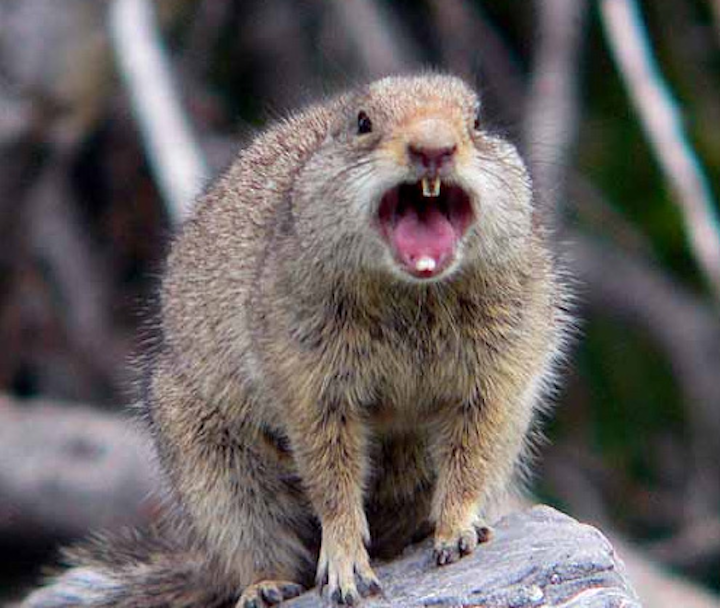 Content Dam Elp Gallery En Articles Slideshow 2014 10 Spooky Slideshow 12 Utility Tales Guaranteed To Give You Goosebumps Squirrel