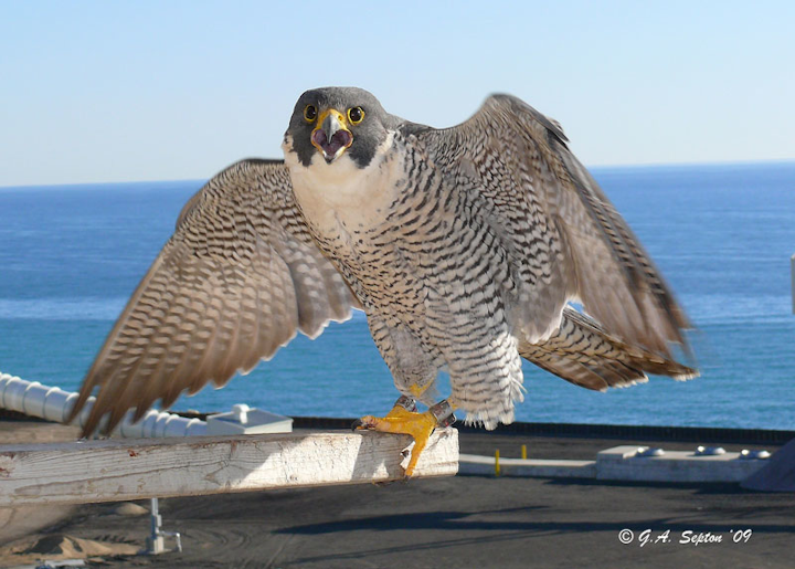 Content Dam Elp Gallery En Articles Slideshow 2015 04 Meet The We Energies Peregrine Falcons Adult Peregrine 2