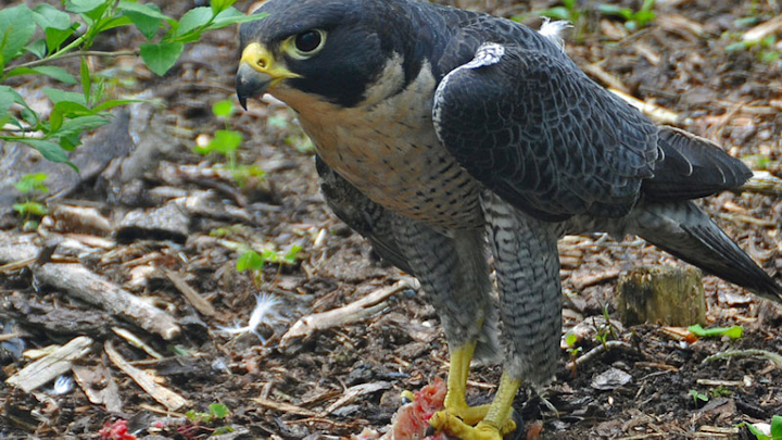 Content Dam Elp Gallery En Articles Slideshow 2015 04 Meet The We Energies Peregrine Falcons Peregrine With Prey
