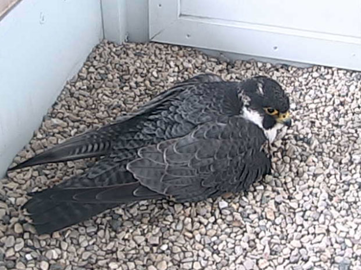 Content Dam Elp Gallery En Articles Slideshow 2015 04 Meet The We Energies Peregrine Falcons We Energies Falcon