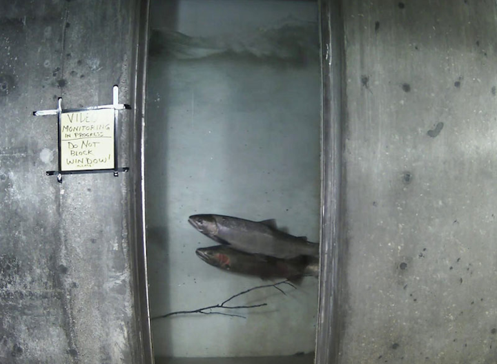 Content Dam Elp Gallery En Articles Slideshow 2015 July Delivering Power To The West Coast A Slideshow Profile Of Pacific Power Steelhead In Window Fish Ladder Elp