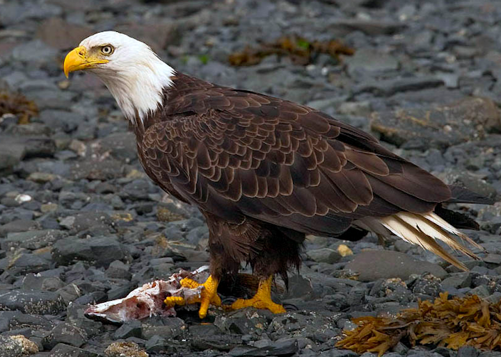 Content Dam Elp Online Articles 2014 06 Bald Eagle