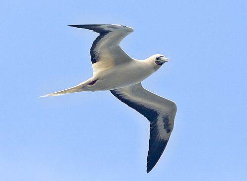 Content Dam Elp Online Articles 2014 06 Hawaii Sea Birds