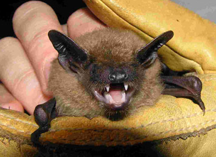 Content Dam Elp Online Articles 2014 08 Little Brown Bat