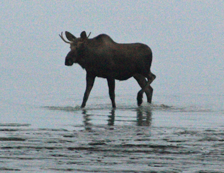 Content Dam Elp Online Articles 2014 08 Young Bull Moose