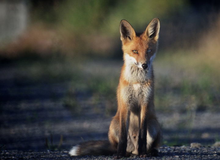 Content Dam Elp Online Articles 2014 09 Fox Power Outage