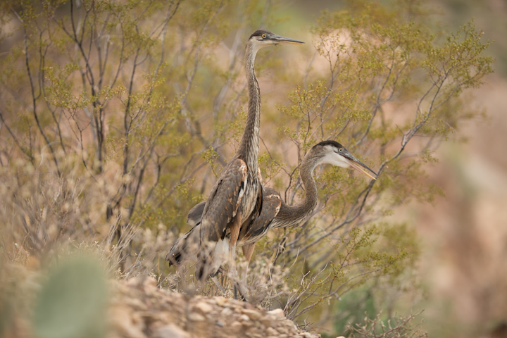 Content Dam Elp Online Articles 2015 August Heron Rescue Elp