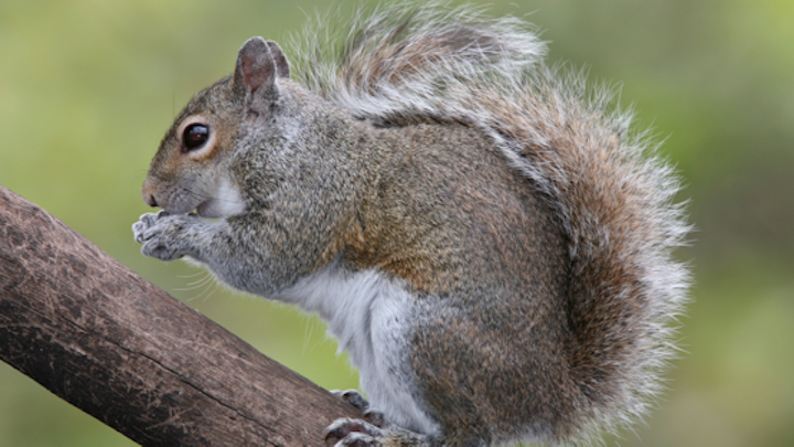 Content Dam Elp Online Articles 2015 January Squirrel Power Outage Elp