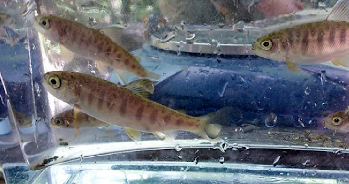 Content Dam Elp Online Articles 2015 June Salmon Elp