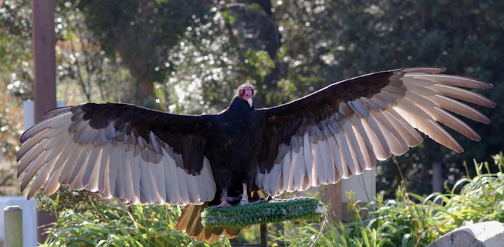 Content Dam Elp Online Articles 2015 June Turkey Vulture Elp