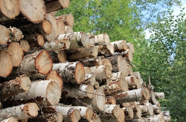 Content Dam Elp Online Articles 2015 March Wood Forest Biomass Power Elp