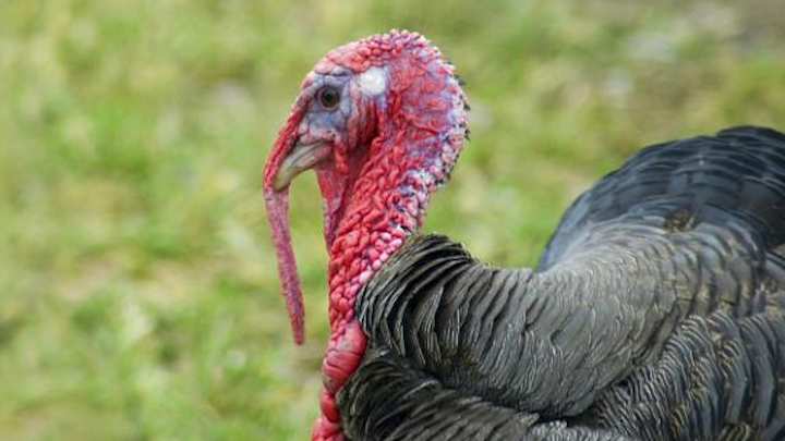 Content Dam Elp Online Articles 2015 May Turkey Litter Biomass Elp