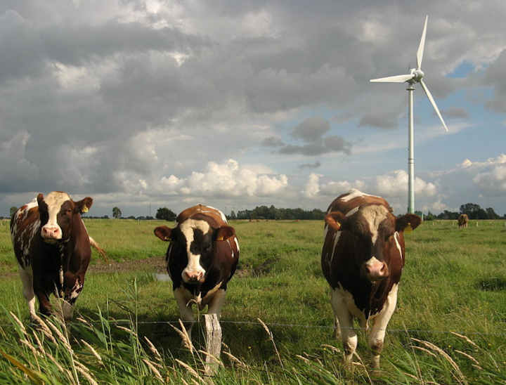 Content Dam Elp Online Articles 2015 September Wind Turbine And Cows Elp