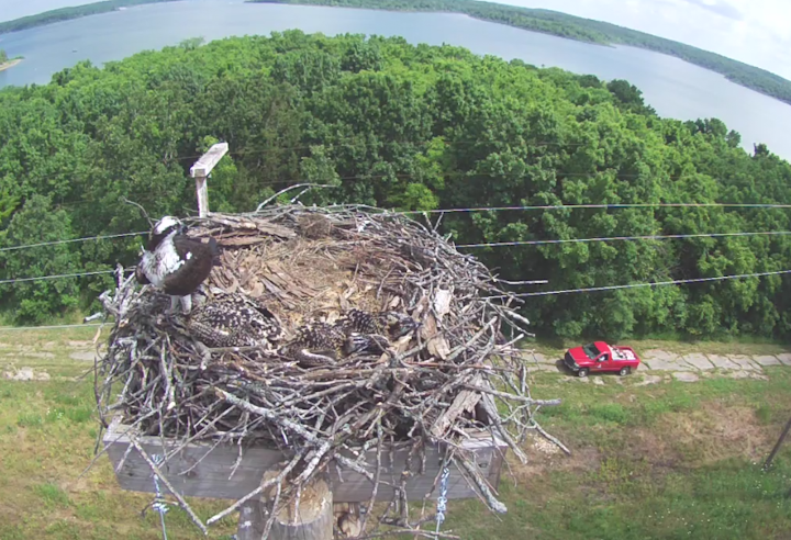 Content Dam Elp Online Articles 2016 06 Osprey Cam Elp