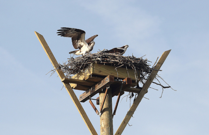 Content Dam Elp Online Articles 2017 05 Osprey New Jersey Power And Light Elp