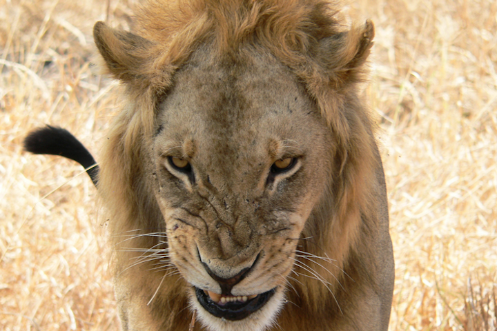 Content Dam Elp Online Articles 2017 07 Lion In Tanzania Elp