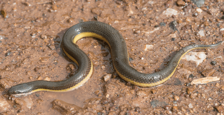 Content Dam Elp Online Articles 2017 07 Smol Snake Elp