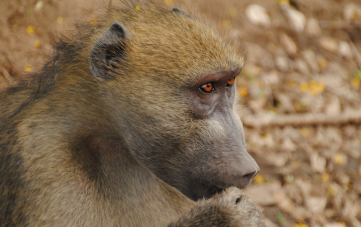 Content Dam Elp Online Articles 2017 07 Zambia Baboon Elp