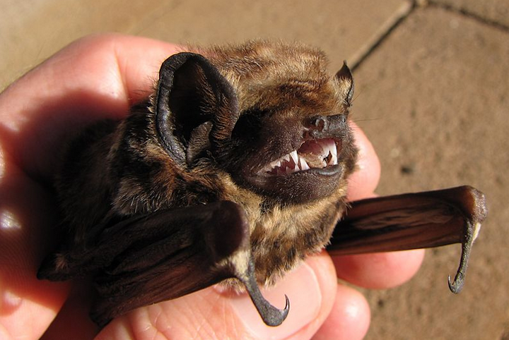 Content Dam Elp Online Articles 2017 08 Hawaiian Hoary Bat Elp
