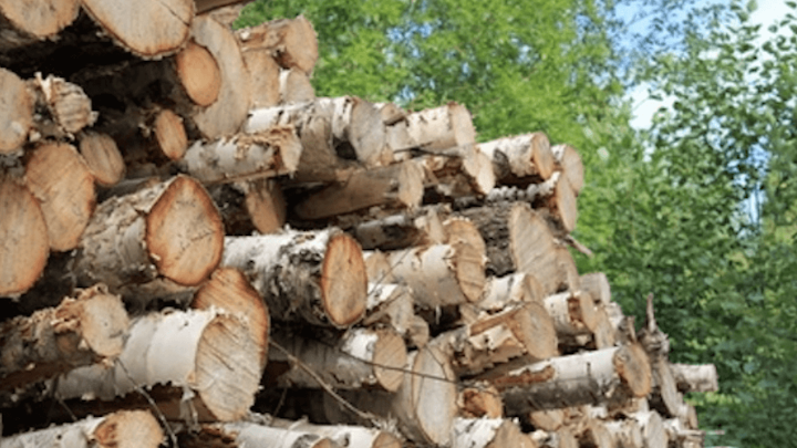Content Dam Elp Online Articles 2017 11 Wood Biomass November 20 Elp