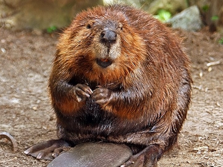 Content Dam Elp Online Articles 2018 03 Beaver Elp