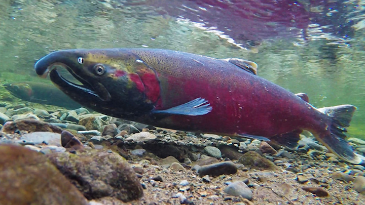 Content Dam Elp Online Articles 2018 04 Coho Salmon Elp