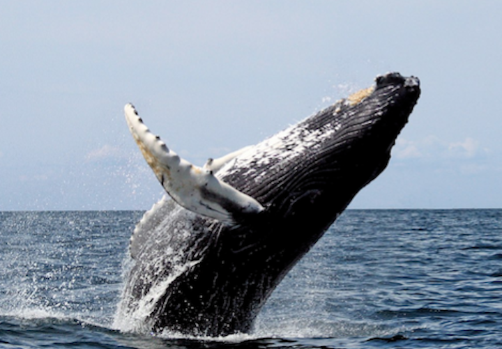 Content Dam Elp Online Articles 2018 06 Whale June 4 Elp