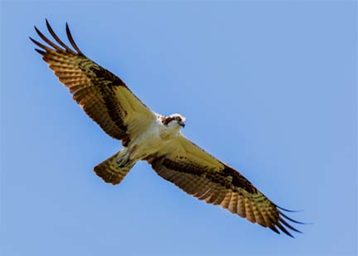 Content Dam Hubs Migrated Article 2013 08 09 Osprey