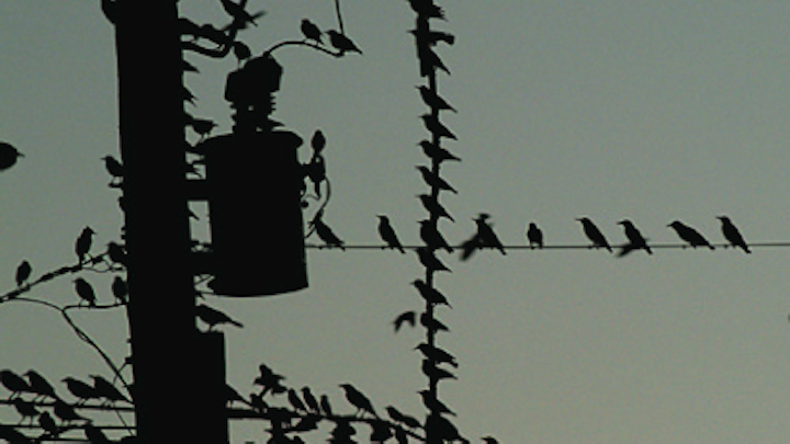 Content Dam Up En Articles 2014 06 Utility Safety Protection For Arresters And Wildlife Leftcolumn Article Thumbnailimage File