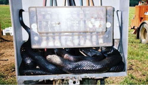 Content Dam Up En Articles 2014 09 Cable Entry Seals Prevent Rodents Pests From Damaging Electrical Equipment Leftcolumn Article Thumbnailimage File