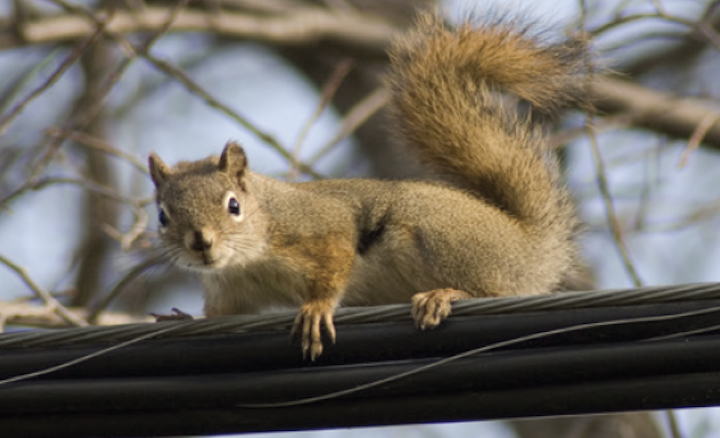 Content Dam Up En Articles 2014 10 Utility Safety Ground Terminal Wildlife Guard Leftcolumn Article Thumbnailimage File