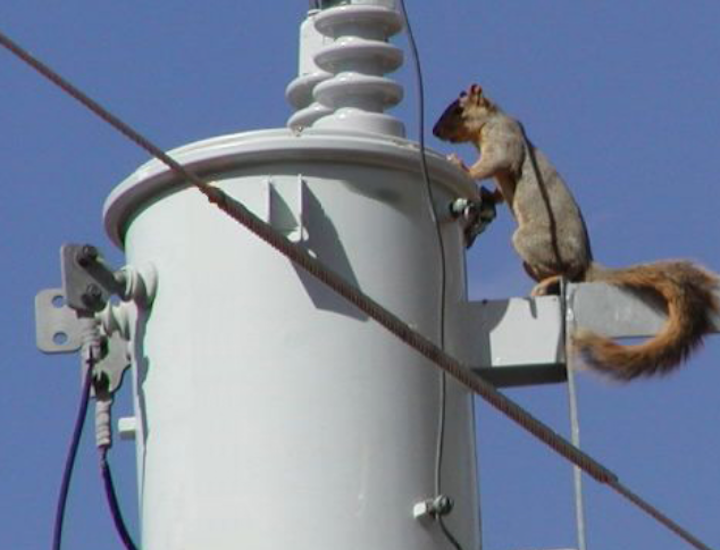 Content Dam Up En Articles 2017 09 Safety Products What Is Protecting Your Assets Wildlife Contact Causes 3 Major Risks Leftcolumn Article Thumbnailimage File