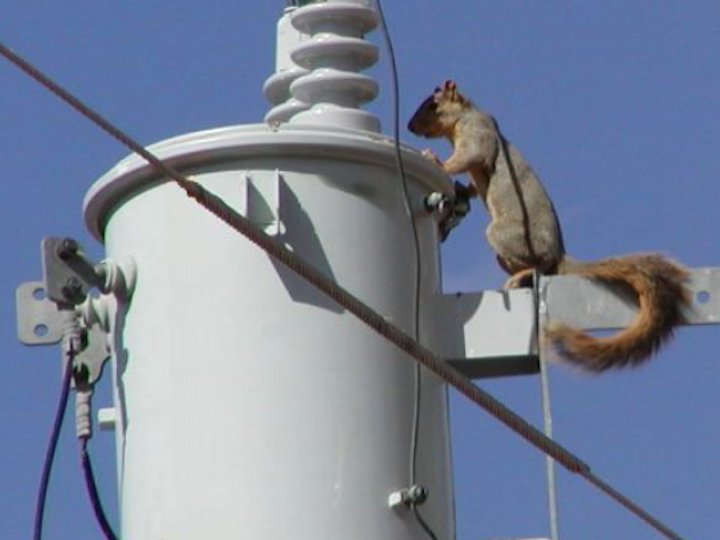 Content Dam Up En Articles 2018 05 Safety Products Wildlife Contact Causes 3 Major Risks What Is Protecting Your Assets Leftcolumn Article Thumbnailimage File