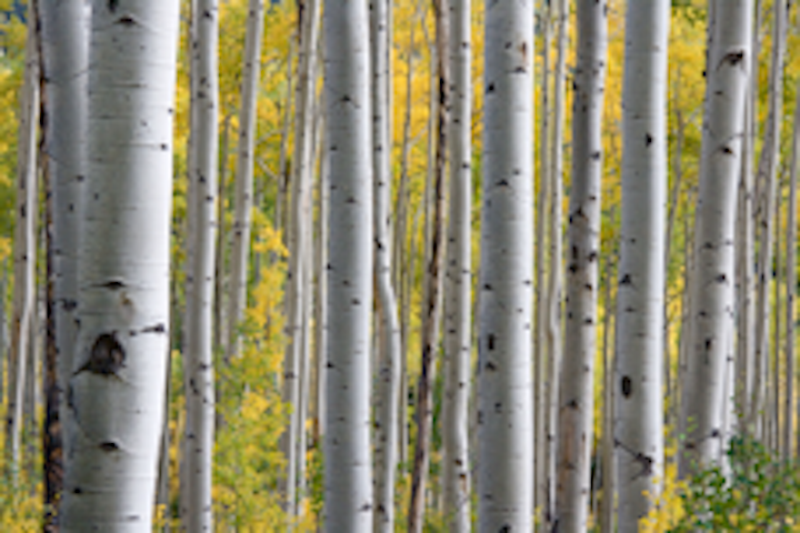 Content Dam Up En Articles Elp Archives 2015 07 Consumers Energy Makes 100 000 Available To Support Tree Planting In Michigan Leftcolumn Article Thumbnailimage File