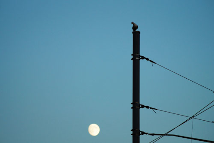 Content Dam Up Online Articles 2019 03 Up Bird Blue Sky Construction 125580