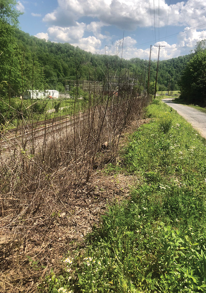 Brush control results from a remote test plot Appalachian Power used to trial dormant-stem treatments.