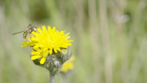 Pollinators2