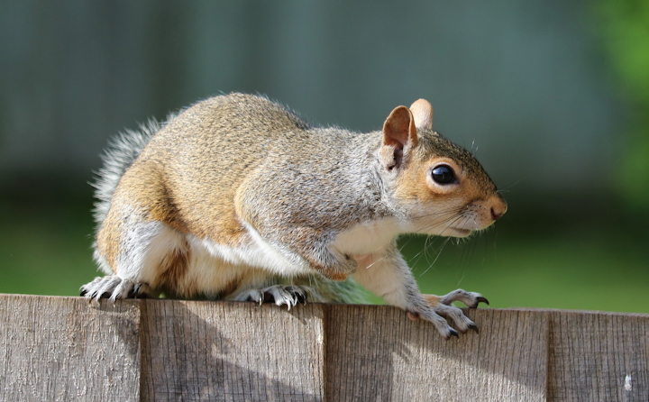 Squirrel 1401509 1920