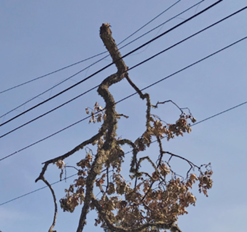 Pg&e Tree On Pri