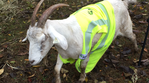 Goatsameren3