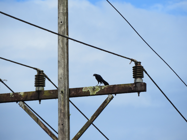 Bird 2779358 1920